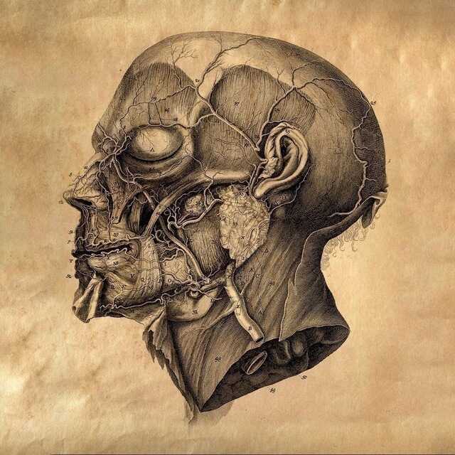 Канал о граничащей с искусством медицине: архивные фото вскрытий, разбор старинных хирургических инструментов, лекции по танатологии и криминальной антропологии. Вход — на ваш страх и риск.